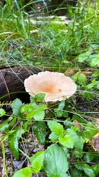 Close-up of small toadstool mushrooms in the forest. Stock Photos