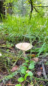 Close-up of small toadstool mushrooms in the forest. Stock Photos