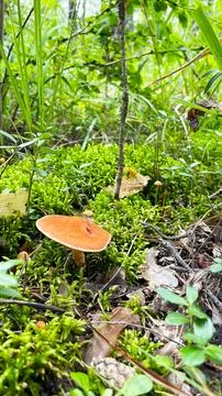 Close-up of small toadstool mushrooms in the forest. Stock Photos