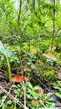 Close-up of small toadstool mushrooms in the forest. Stock Photos
