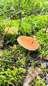 Close-up of small toadstool mushrooms in the forest. Stock Photos