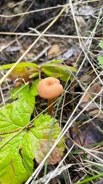 Close-up of small toadstool mushrooms in the forest. Stock Photos