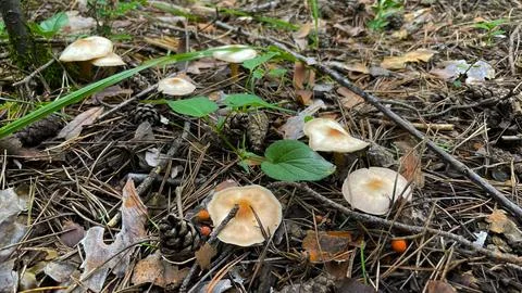 Close-up of small toadstool mushrooms in the forest. Stock Photos