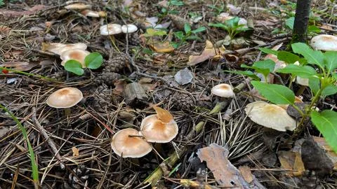 Close-up of small toadstool mushrooms in the forest. Stock Photos