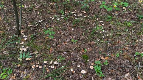 Close-up of small toadstool mushrooms in the forest. Stock Photos