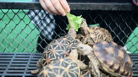 Close up small tortoise eating lettuce leaf in the cage. Vidéo 249923756