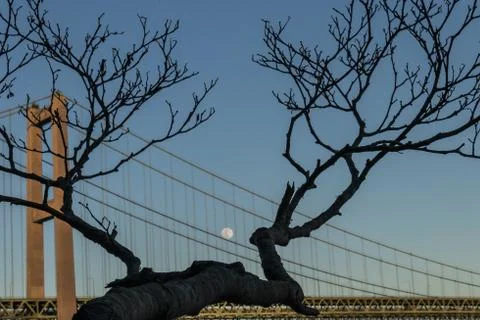 Close up of a small tree branch in front of a suspension bridge Stock Photos