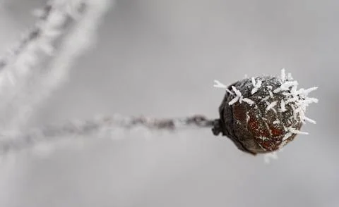 Close-up of a small tree bud covered in  icy frost. Stock Photos