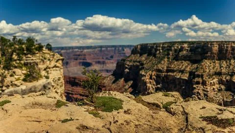 Close up of small tree on edge of grand canyon national park in colorado, ame Stock Photos
