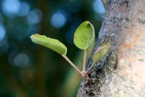 Close up of small tree leaves Stock Photos