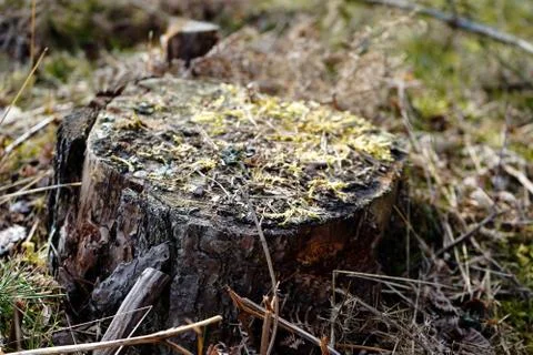 Close up of a small tree stump Stock Photos