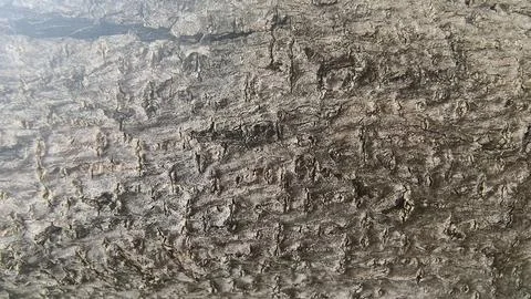 Close up Small Tree Trunk Stock Photos