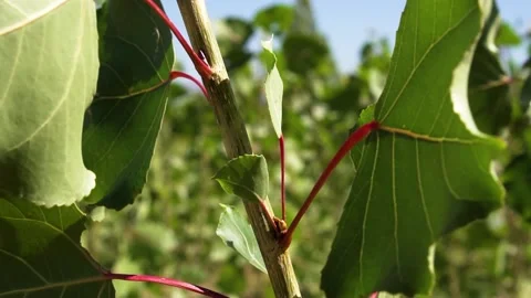 Close up of small trees Stock Footage 194455079