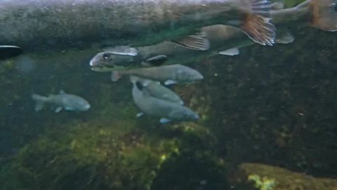 Close up of small trout Stock Footage 269680785