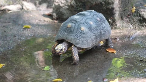 Close up of small turtle drinking water from shallow puddle on muddy ground Stock-Footage 339836809