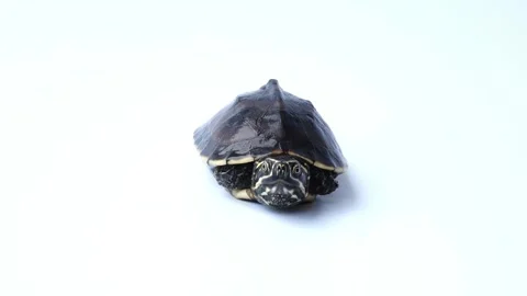 Close-up of a Small Turtle Retracted in its Shell on White Background Stock Footage 310818115