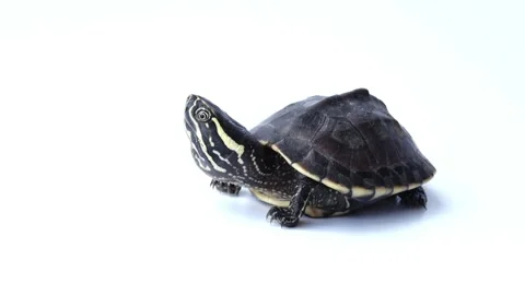Close-up of a Small Turtle on White Background Video stock 310921318