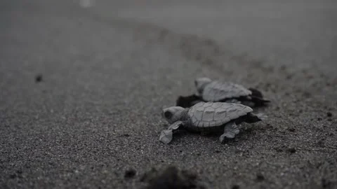 Close-up of Small Turtles Free on the Beach Stock Footage 293648024