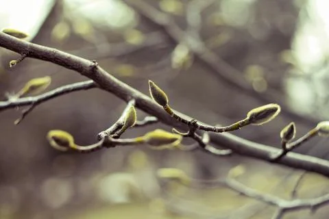 Close up small undeveloped leaf buds on tree branch in springtime concept pho Stock Photos