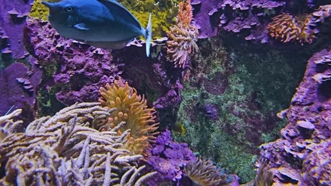 Close up of small unicorn-fish Stock Footage 264139422