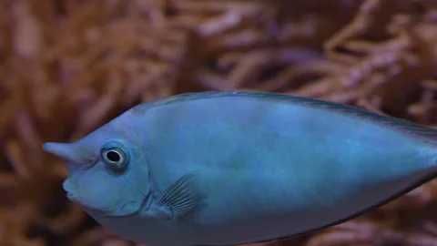 Close up of small unicornfish Stock Footage 251759842