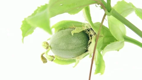 Close up of small unripe passion fruit swaying in wind. Macro shot 스톡 동영상 109274258