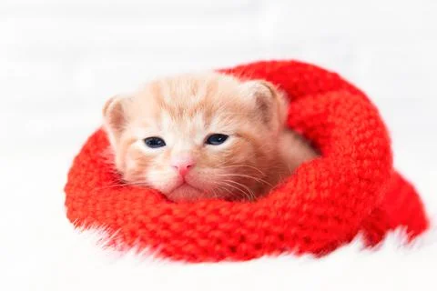Close-up small Valentines ginger kitten is sweetly basking and looking at the Stock Illustration