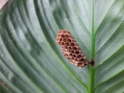 Close Up of a Small Wasp Nest on a Leaf Fotos de archivo