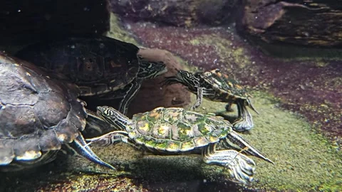 Close up of small water turtles Stock Footage 269839778