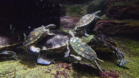 Close up small water turtles  Stock Footage 277421505