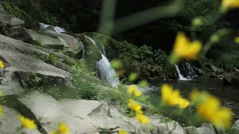 Close up of a small waterfall in a deep forest yellow flowers green nature rock Stock Footage 99371349