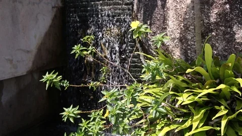 Close up of small waterfall surrounded by green leaves in summer Stock Footage 115918660