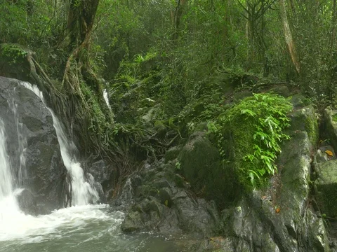 Close up of a small waterfall in tropical forest with sound (Pan) Video stock 78319218