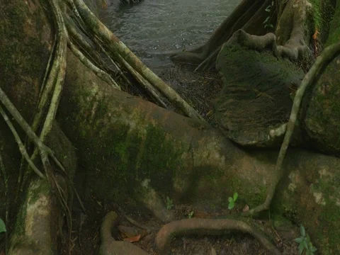 Close up of a small waterfall in tropical forest with sound (tilt up) Stock Footage 78323471