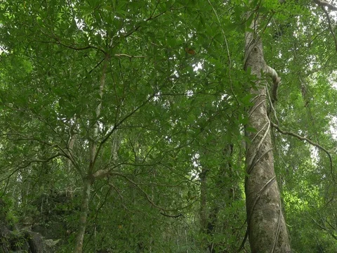 Close up of a small waterfall in tropical forest with sound (tilt down) Stock Footage 78361888
