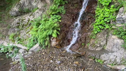 Close-up small waterfalls among the trees. Dense green spring deciduous fores Stock Footage 136764326