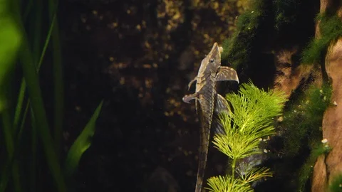 Close up of small Whiptail Catfish Stock Footage 121854645