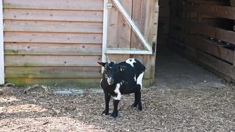 Close-Up of a small white-black goats Stock Footage 306688840