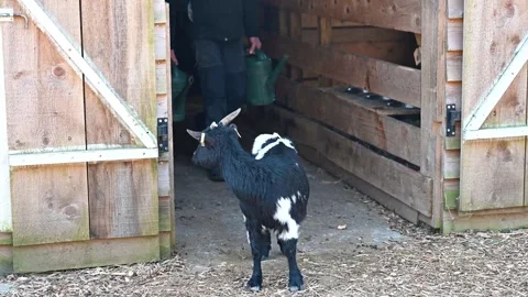 Close-Up of a small white-black goats Stock Footage 306688843