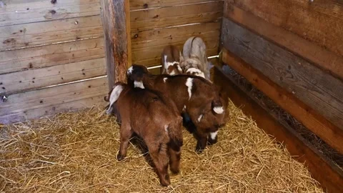 Close-Up of a small white-black goats Stock Footage 306689027