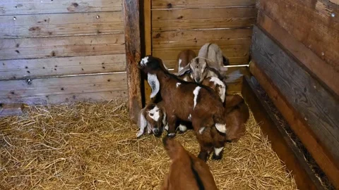 Close-Up of a small white-black goats Stock Footage 306689028