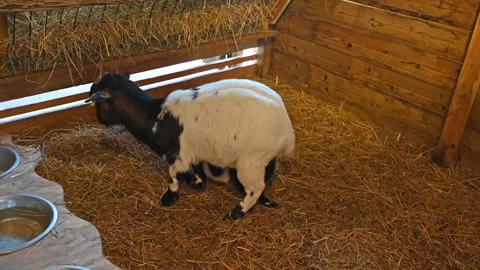 Close-Up of a small white-black goats Stock Footage 306689210