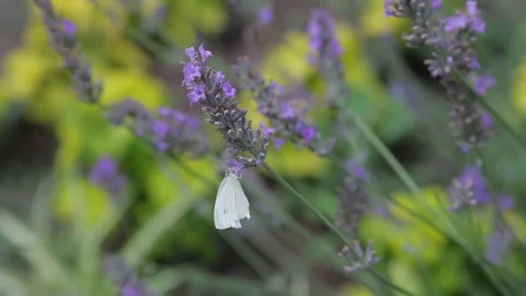 Close-up of a small white butterfly on flowers Video stock 80653849