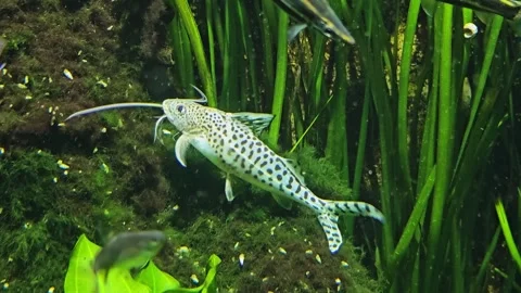 Close up of a small white Catfish Stock Footage 294338182