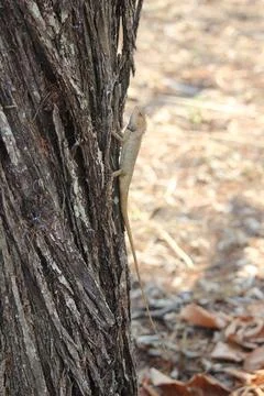 Close up of a small white chameleon crawling on a tree Stock Photos