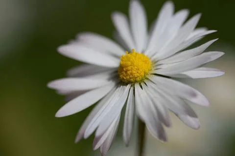 Close-up of a small white daisy. The yellow pollen glows in the center. Th... Stock Photos