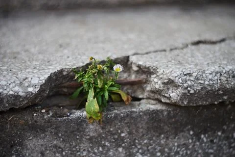 Close-up of a small white flower growing through a crack in concrete pavement Stock Photos