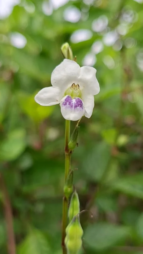 Close Up of Small White Flower with Purple Spots Swaying in Nature Stock Footage 341995170