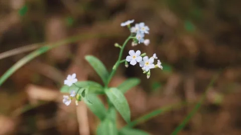 Close-up of small white flowers, capturing delicate petals and natural textures Stock-Footage 331134987