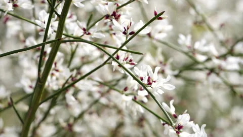 Close up of small white flowers with deep red centers blooming along thin green  Stock Footage 330076546